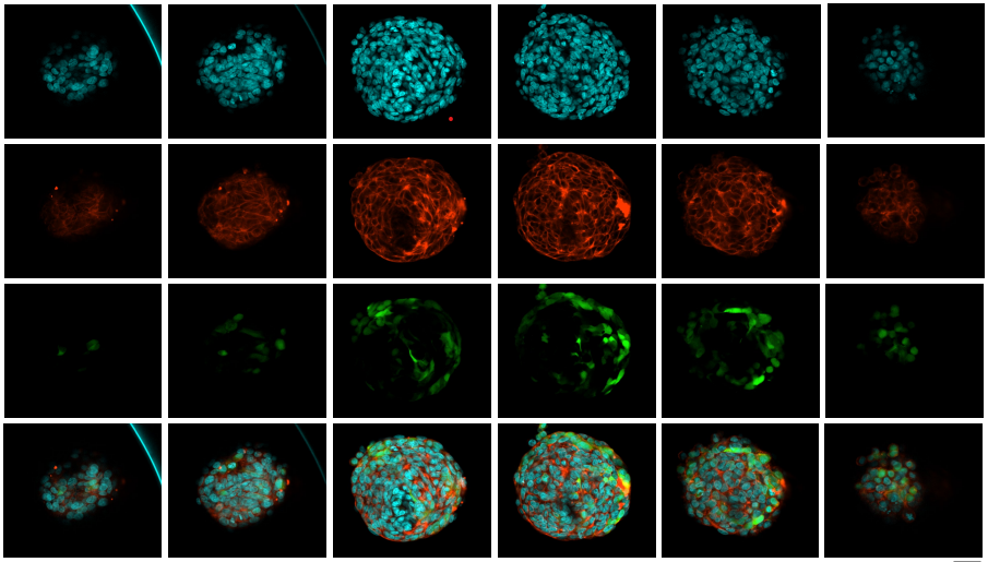 3D细胞模型与培养方法概述&mdash;兼谈部分技术难点