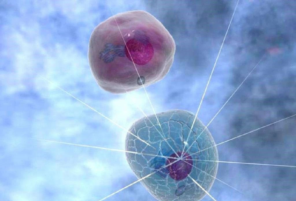 HybriMore&mdash;&mdash;助力杂交瘤细胞融合和单克隆化