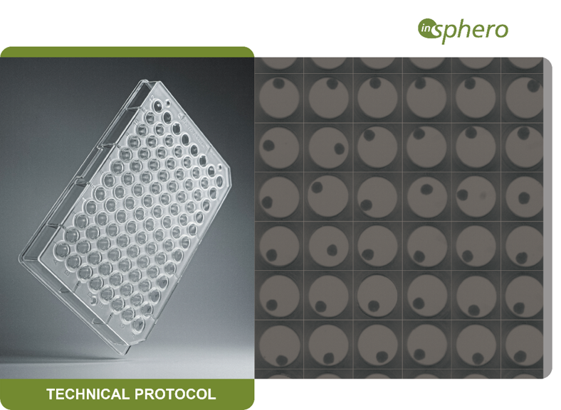 使用Akura系列培养板开展肿瘤微球无支架3D细胞培养