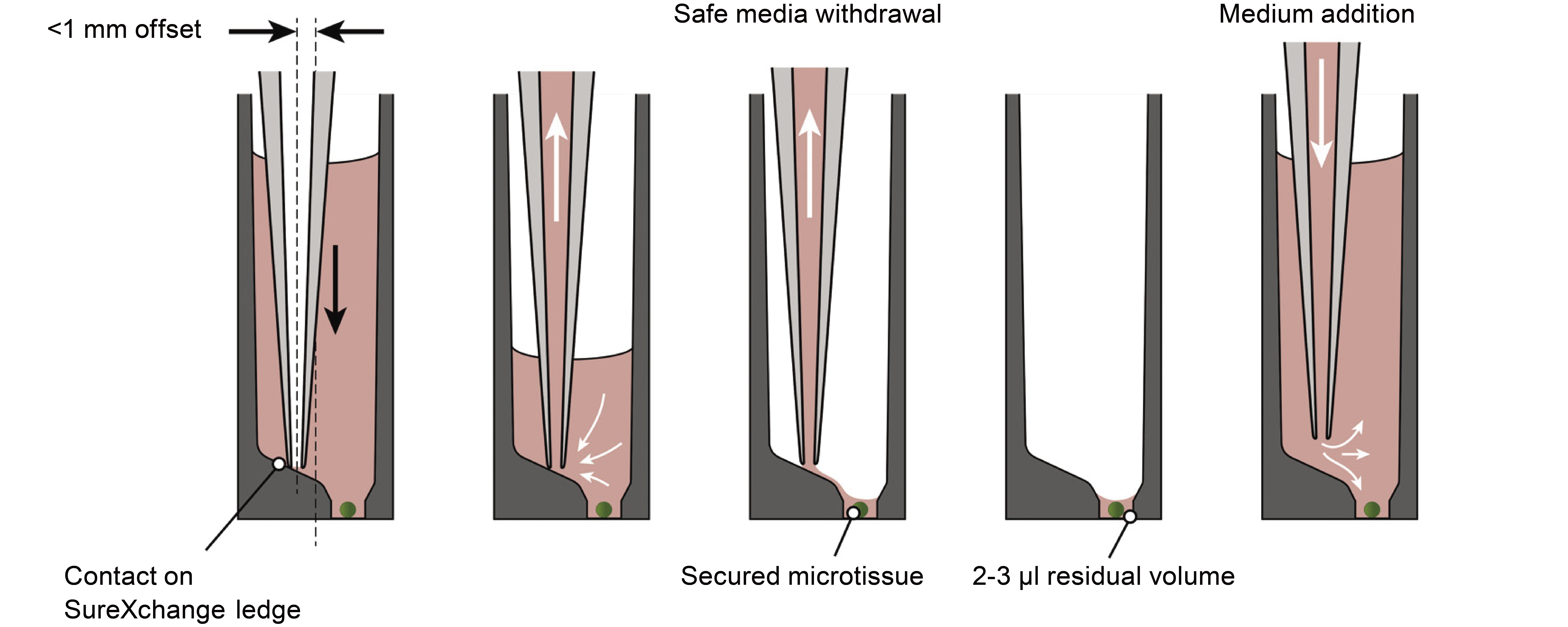 应用指南 | 高通量和自动化的3D细胞培养基更换