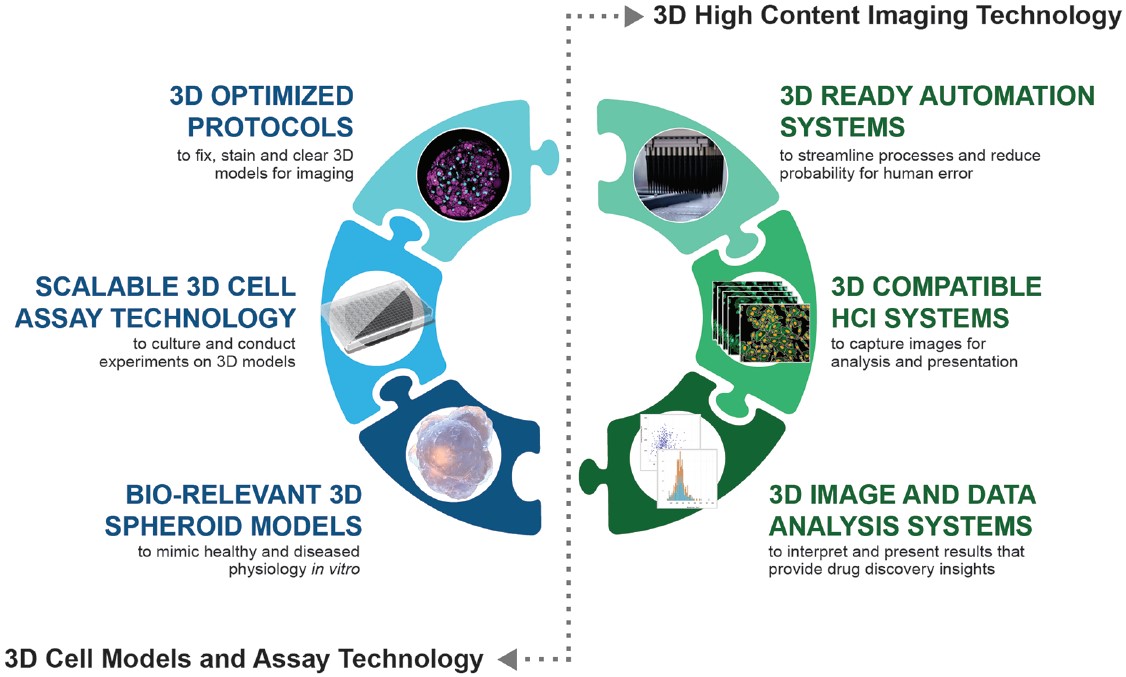 InSphero 3D微球培养板助力实体瘤细胞微球与免疫细胞共培养