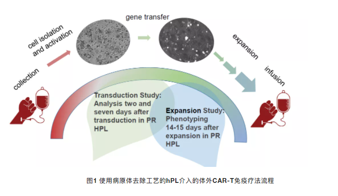 【分享】血小板裂解液hPL用于人T细胞的体外转导和扩增应用