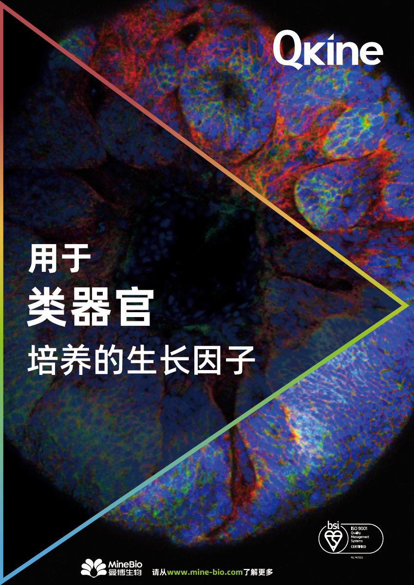 Qkine - 用于类器官培养的生长因子