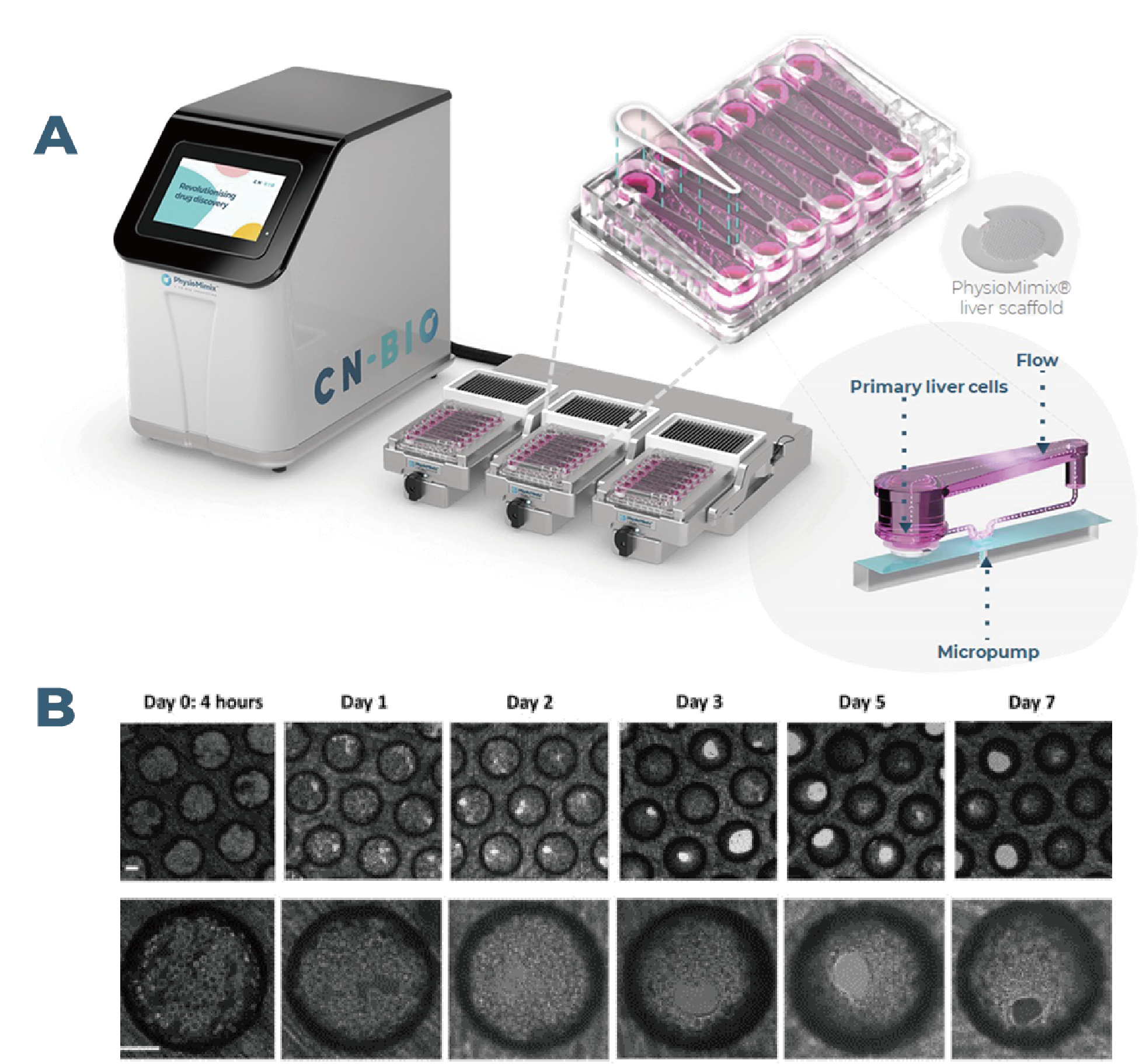 NASH MPS模型融合了三种经过验证的3D培养细胞