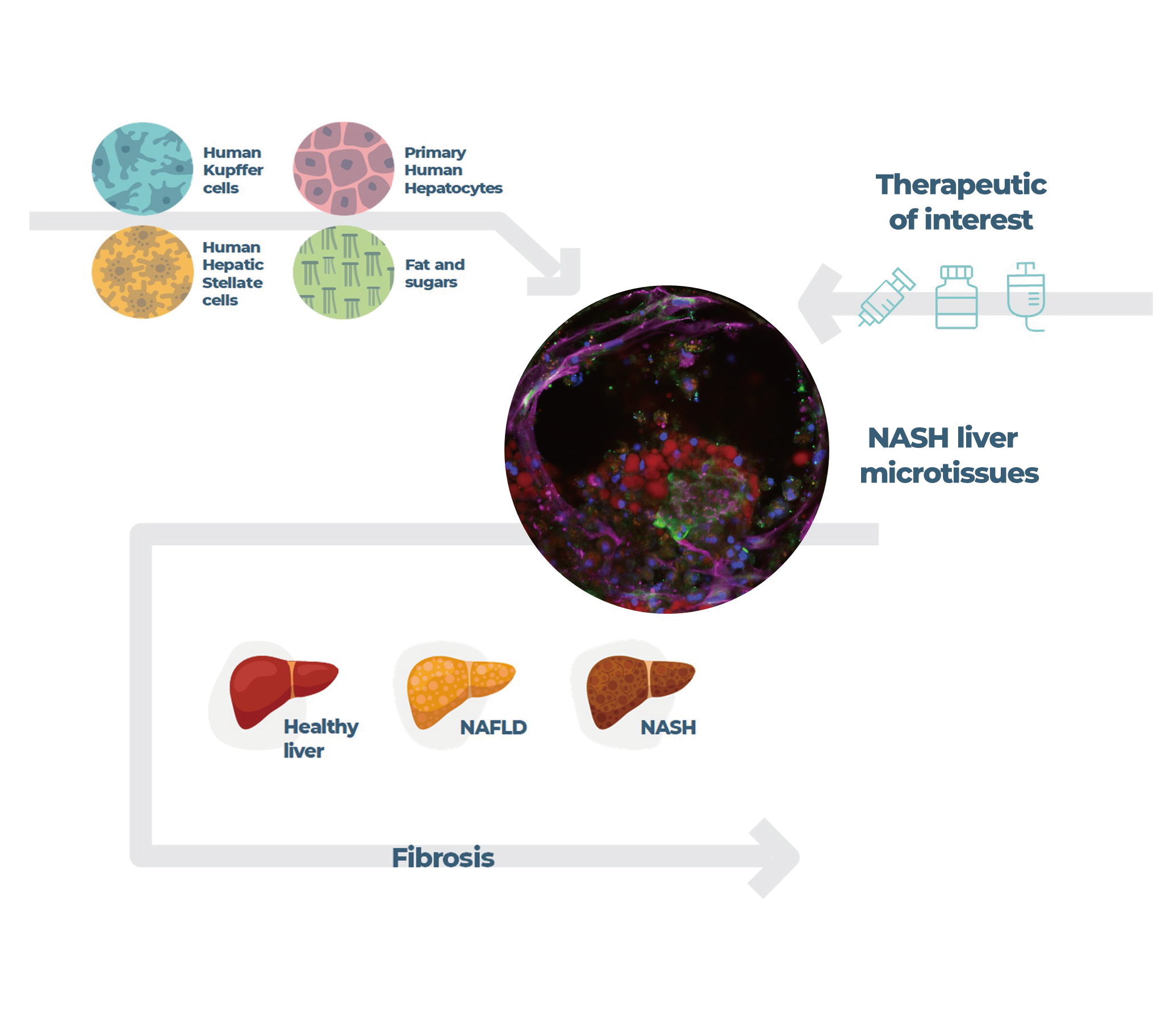 使用肝MPS模型产生类似NASH的表型