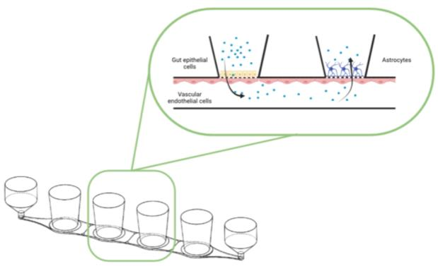 AKITA多器官连接