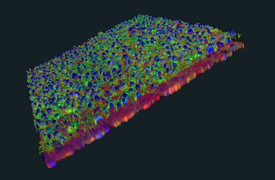 AKITA Plate 高分辨率成像