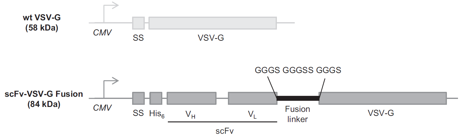 Antibody-retargeted lentivirus载体设计
