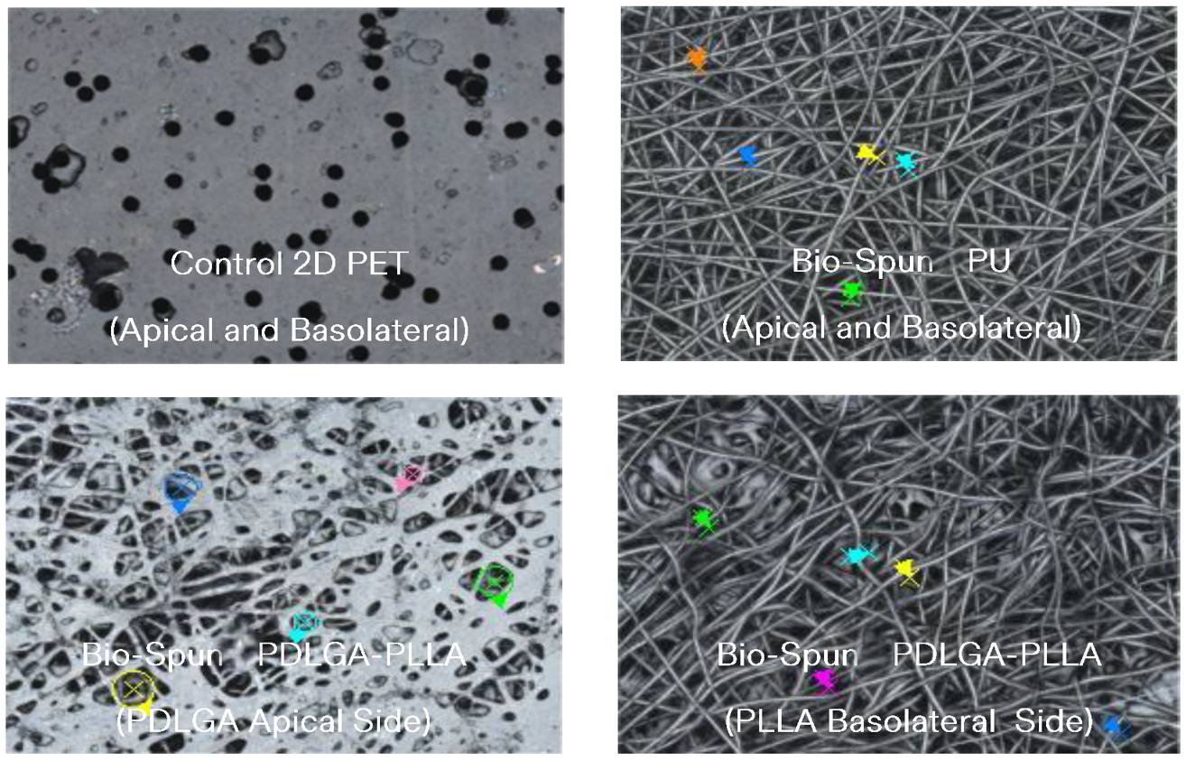 Bio-Spun PU和PDLGA-PLLA支架的Keyence图像