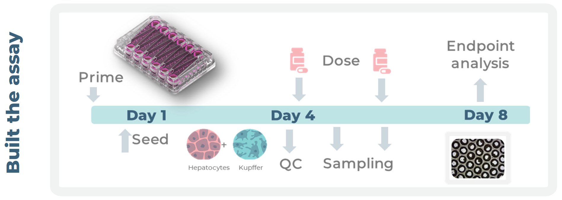 药物CNBio 诱导性肝损伤DILI实验时间线