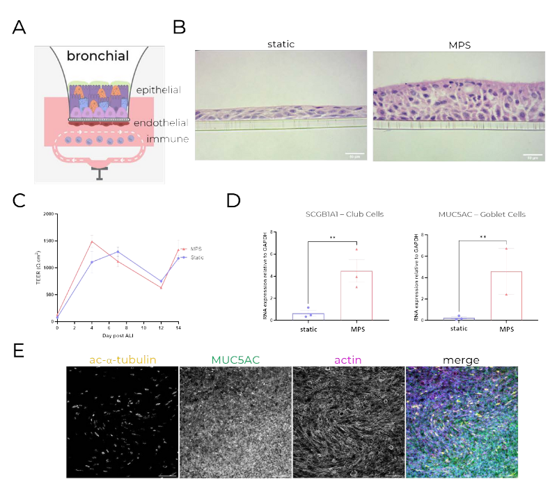 使用PhysioMimix系统的支气管MPS示意图