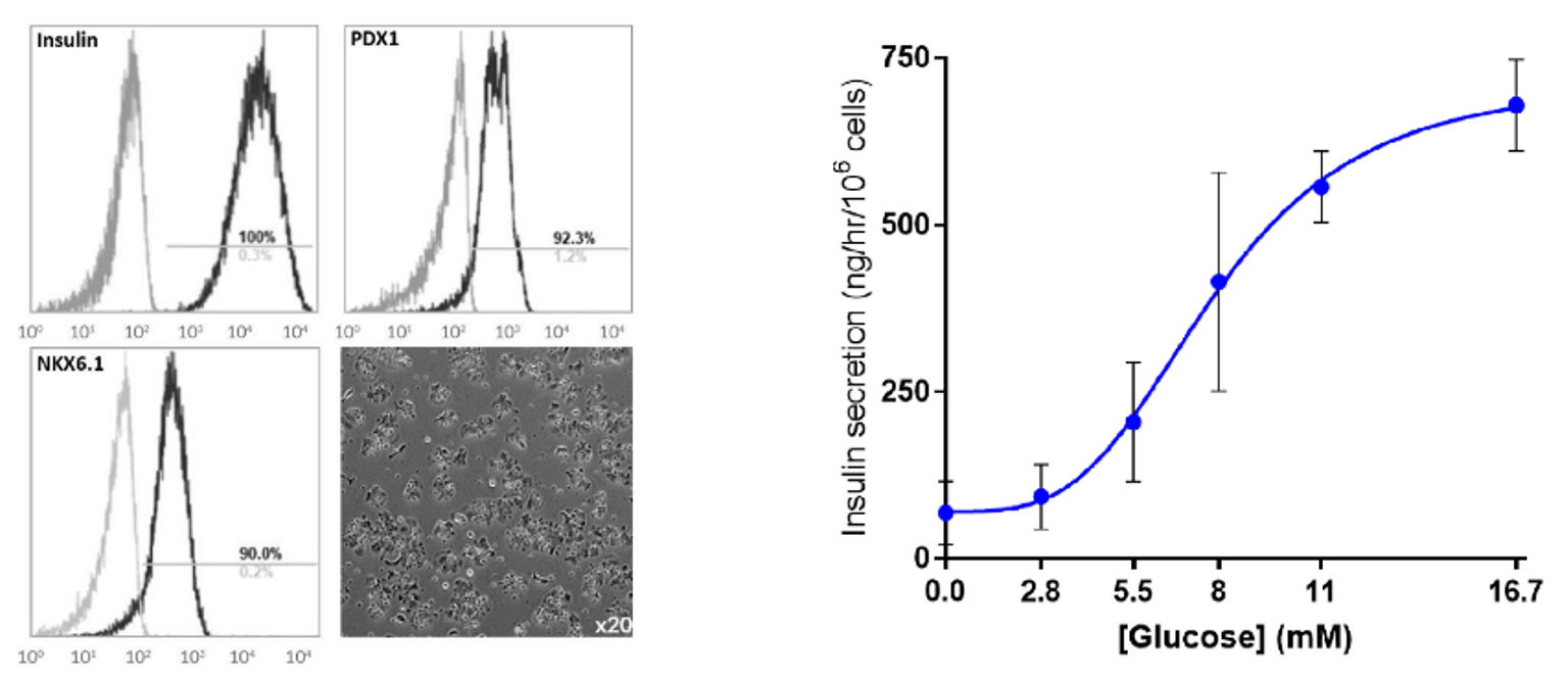 Human cell design胰腺B细胞接近天然人源胰岛B细胞