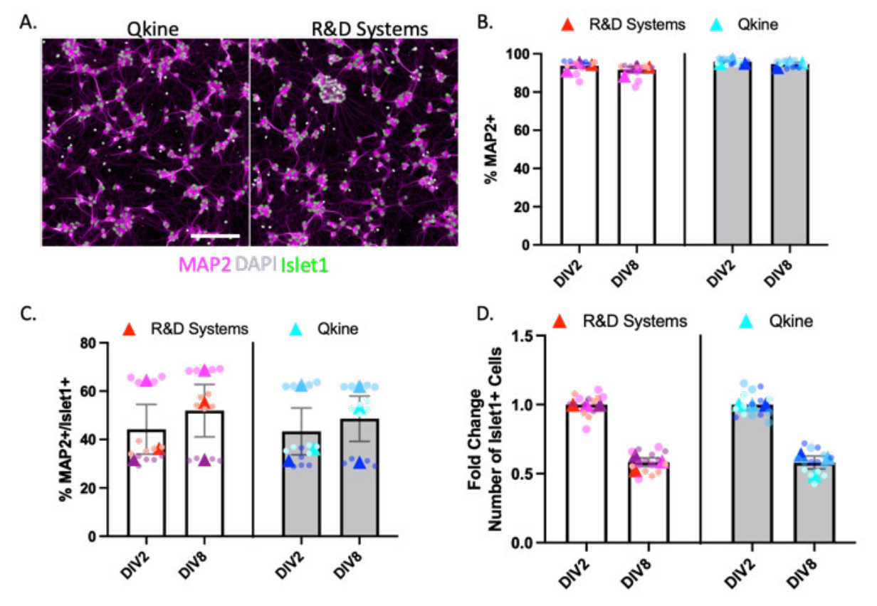 Qkine-iPSC衍生MN的特征
