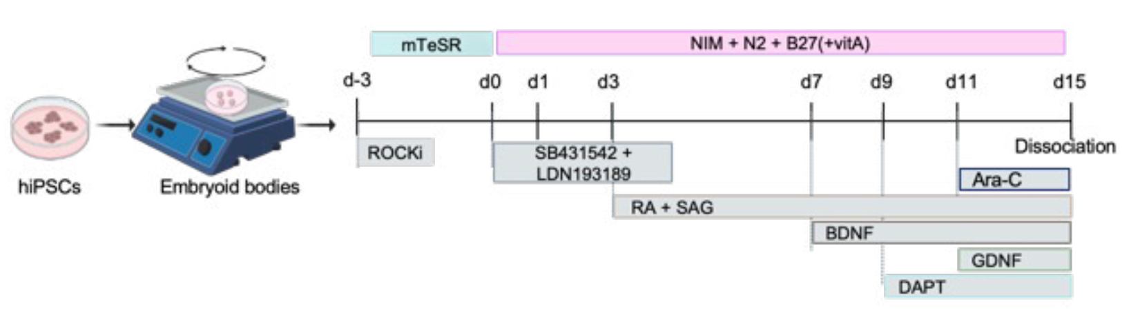 iPSC分化为MN的方案