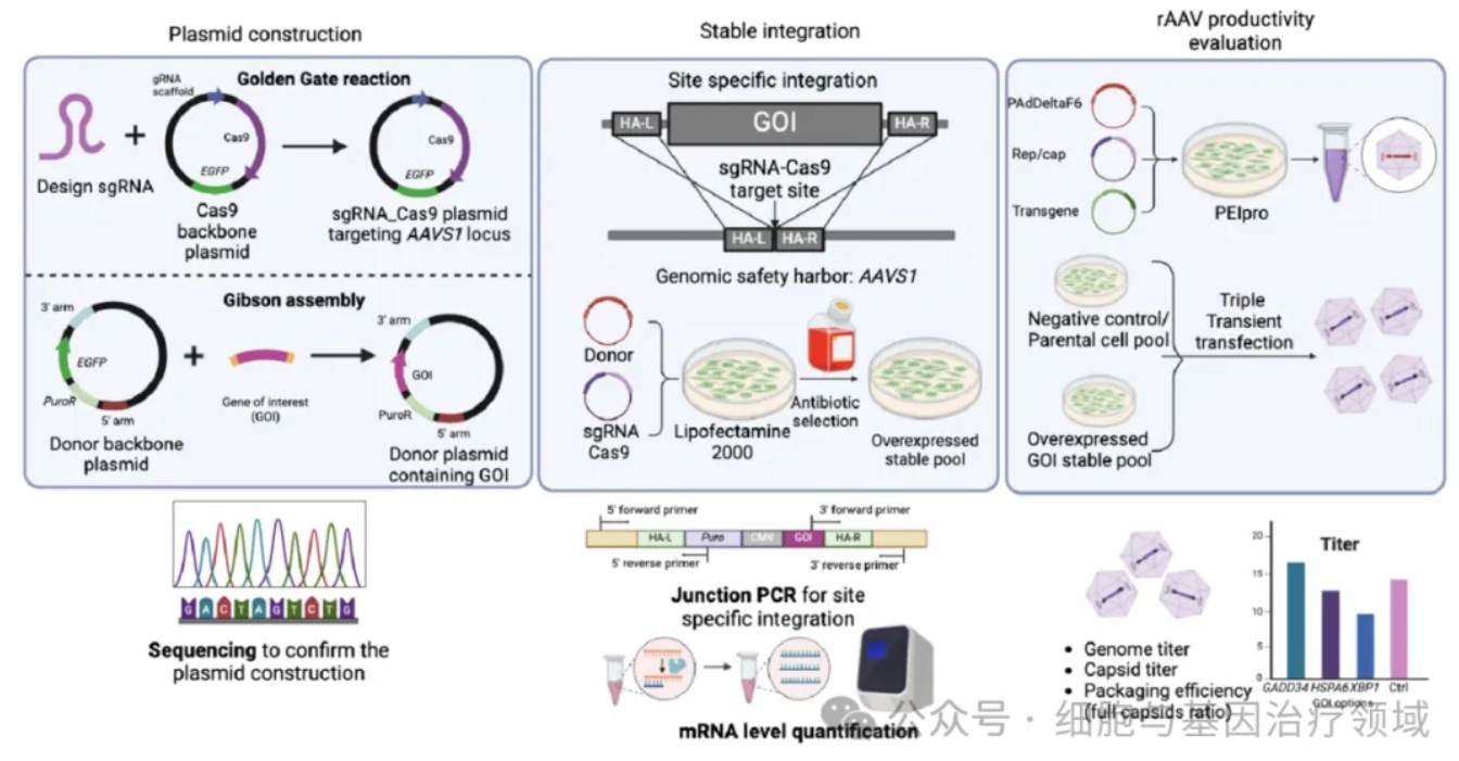 使用PEI转染试剂增强抗凋亡基因BCL2的过表达