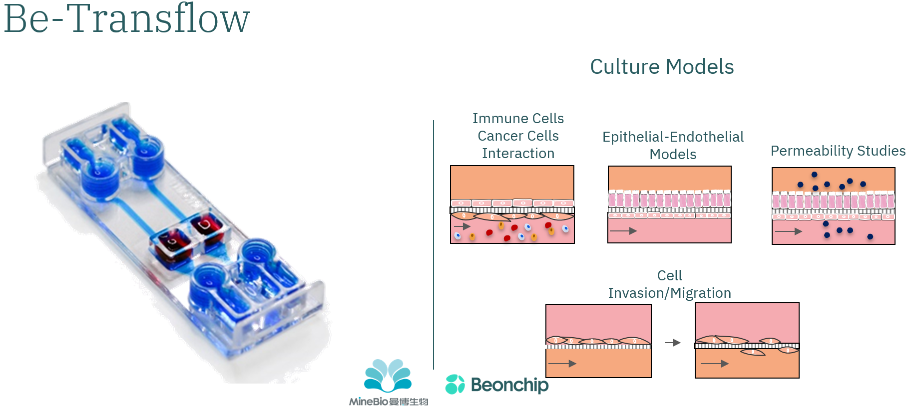 Beonchip微流控芯片Be-Transflow
