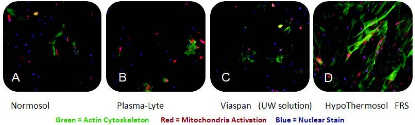 毛囊细胞的低温保存