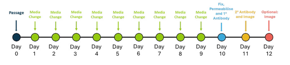 神经外胚层分化和评估测试时间表