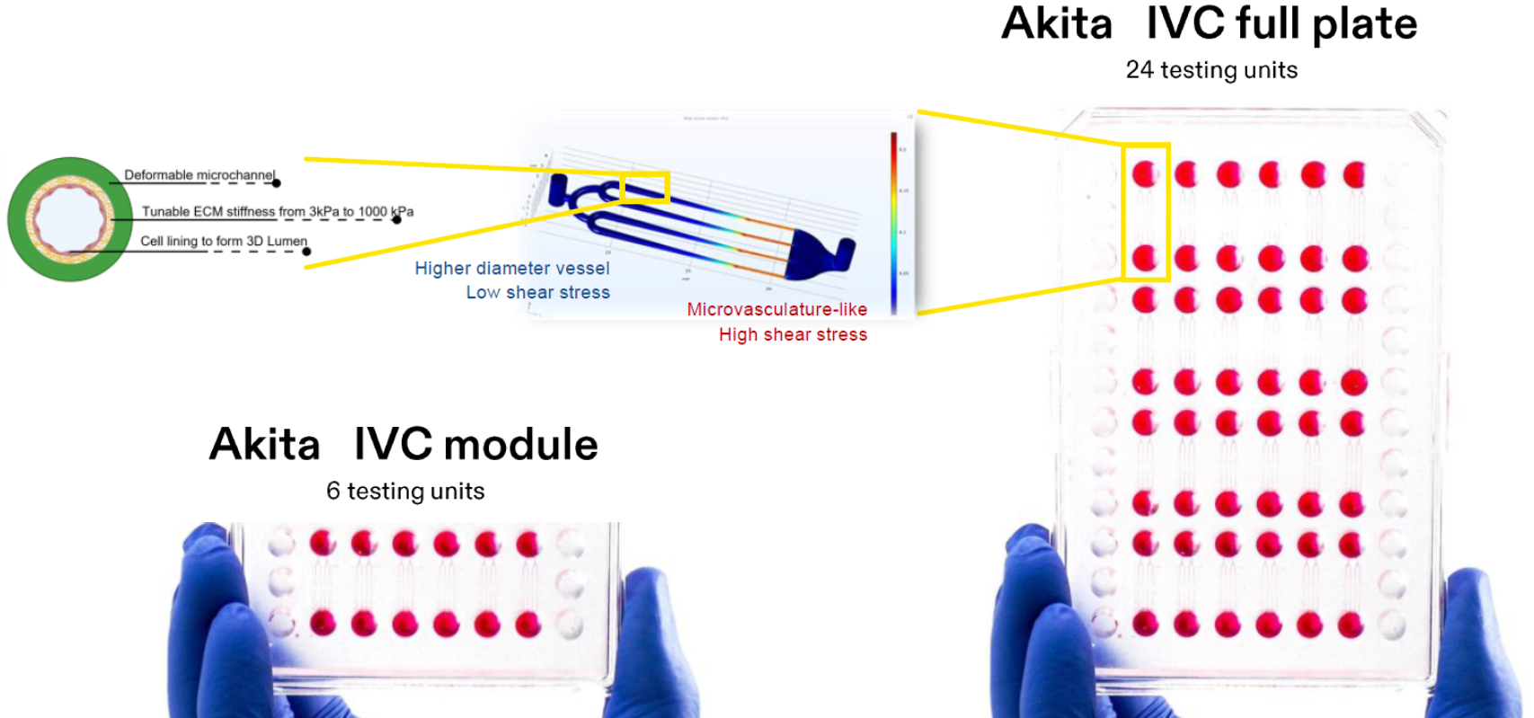 AKITAPlate96-Blood VesselMacro & micro-vasculature