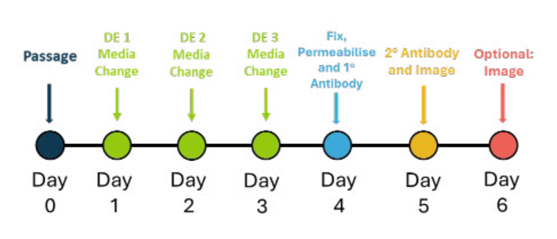 Qkine内胚层分化和评估测试时间表
