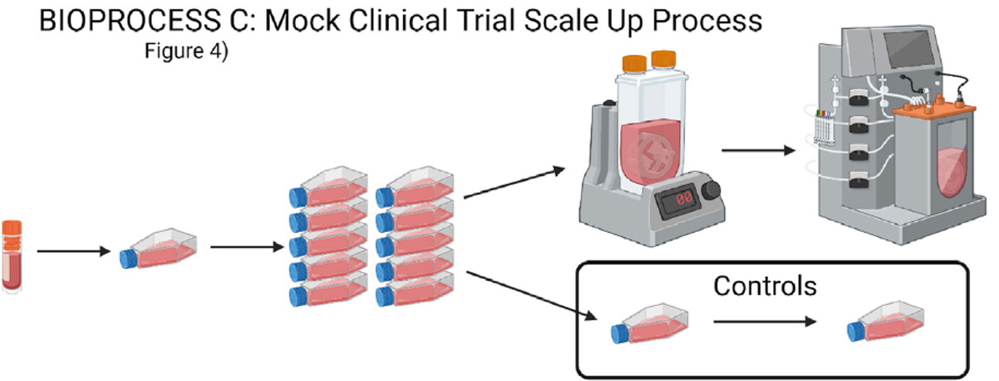 VW生物反应器中放大eCB-MSCs的研究设计示意图