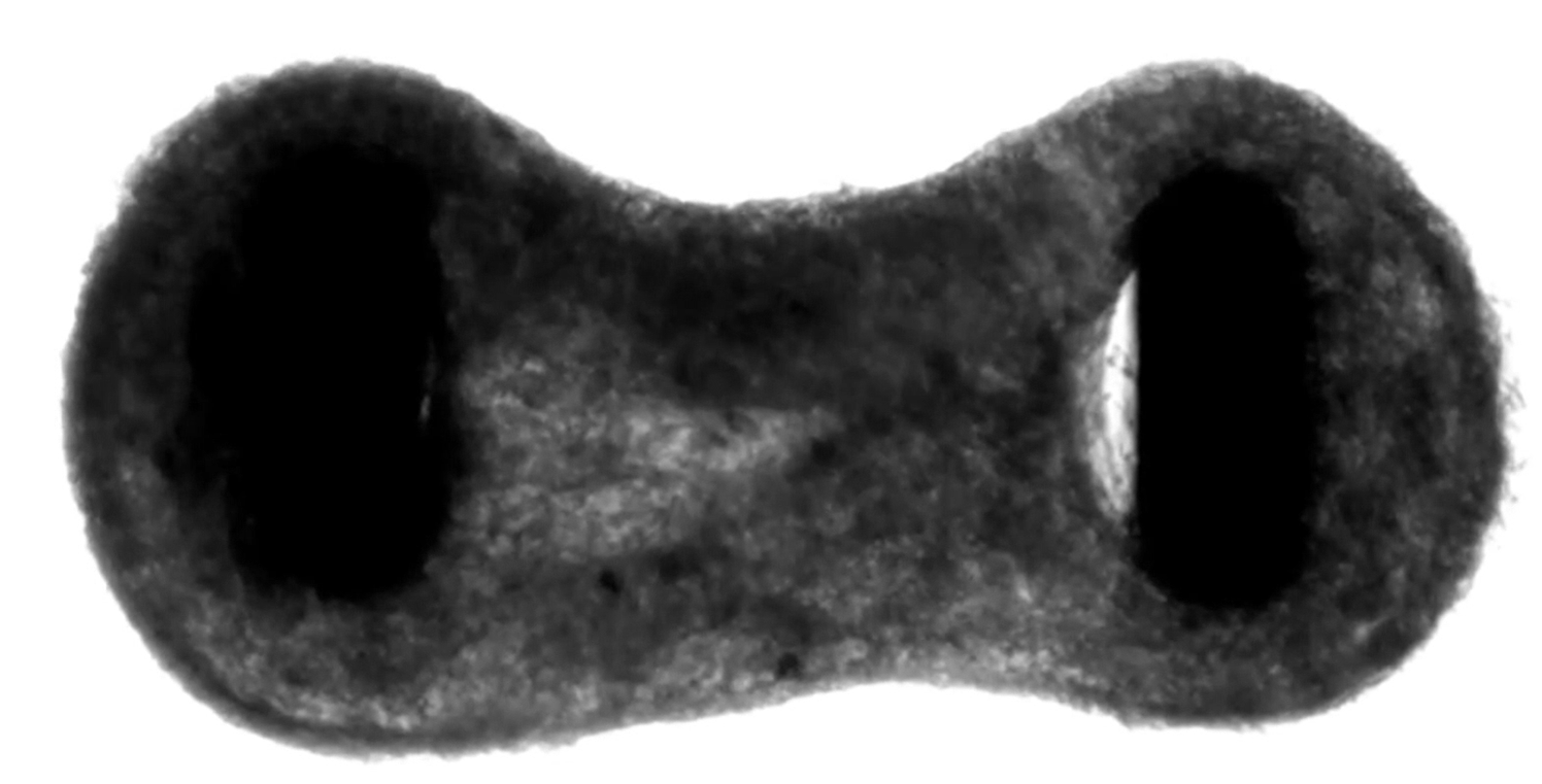 使用Axol的axoCells心室肌细胞建立的表征人类3D心脏肌肉组织