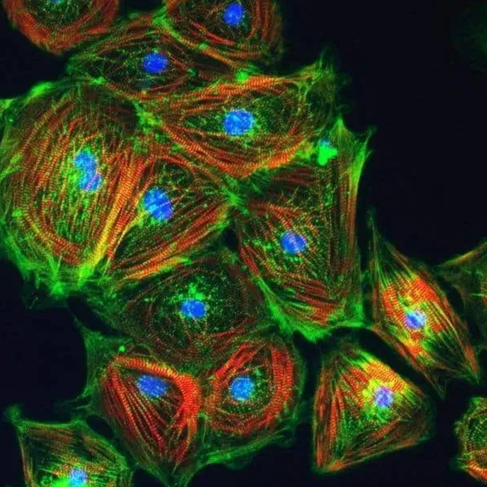 Axol的axoCells心室肌细胞