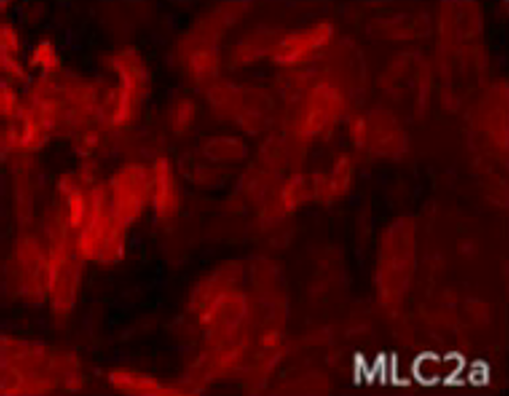 Axol的axoCells心房肌细胞