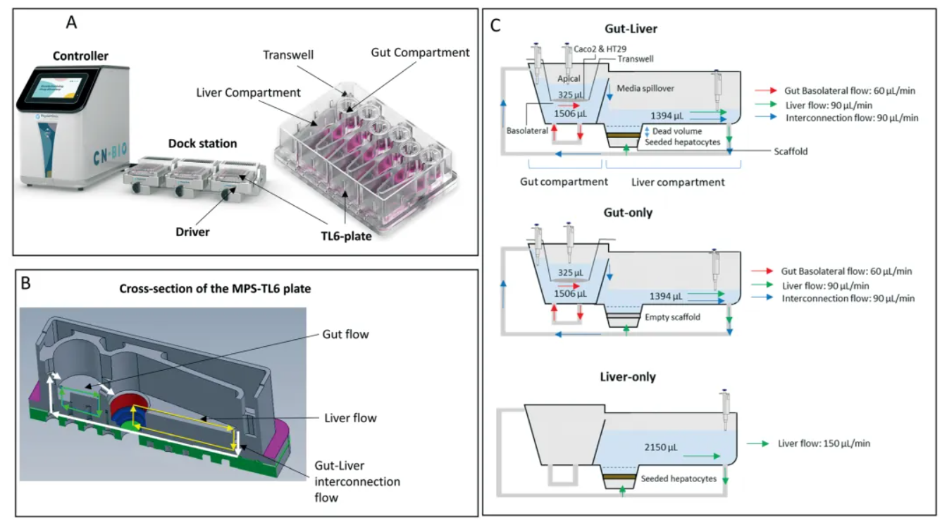 Roche使用的CN Bio PhysioMimix 肝-肠MPS展示