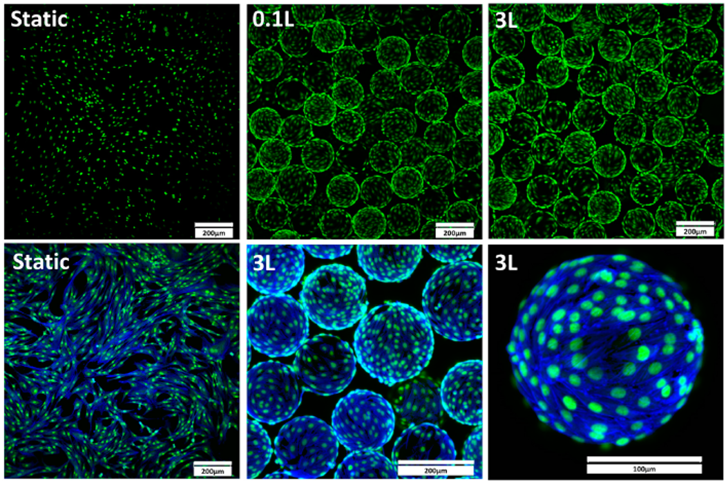 eCB-MSCs在3L垂直轮生物反应器中的扩增，与0.1L垂直轮生物反应器和静态培养的对比