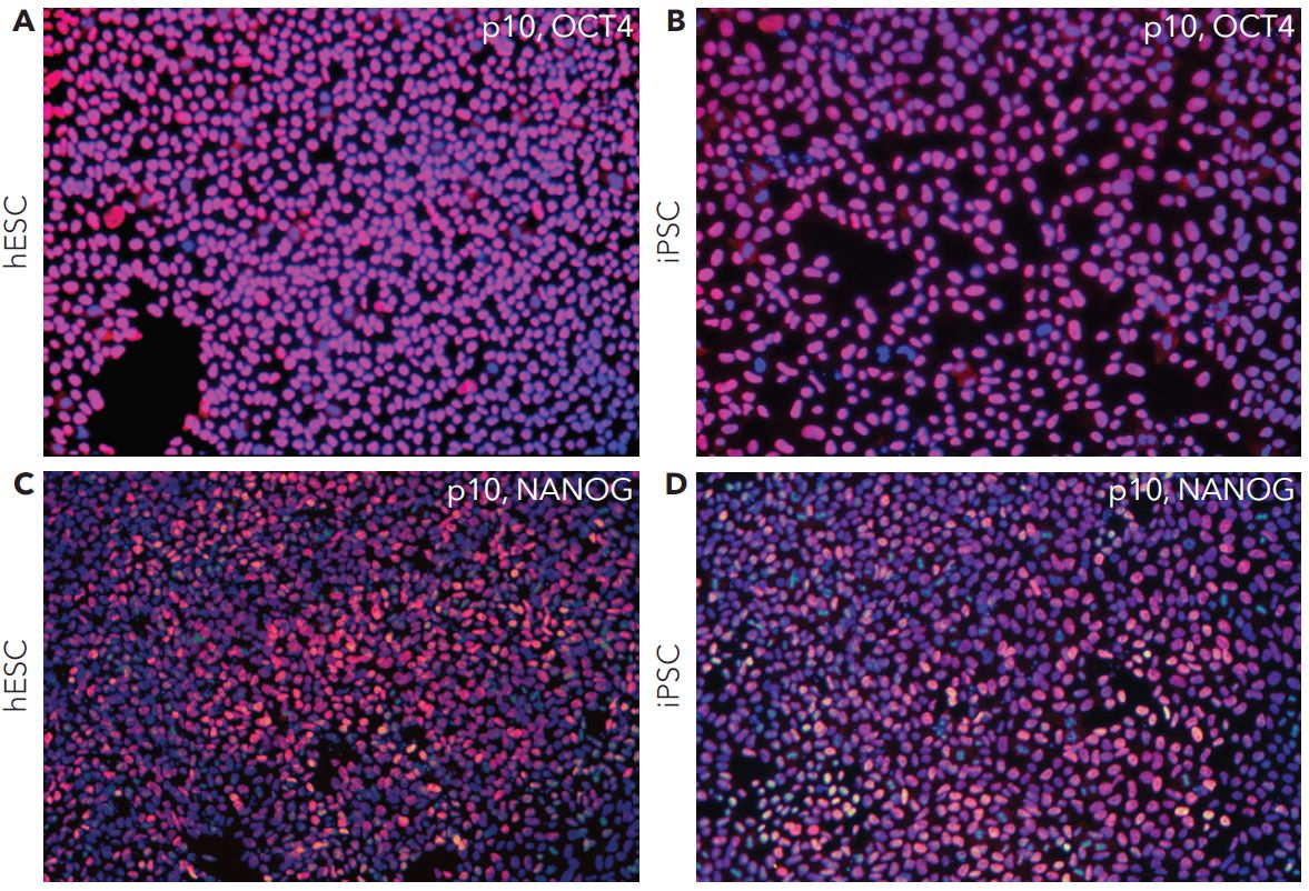 hESC和hiPSC在CT521上培养可良好维持多能性