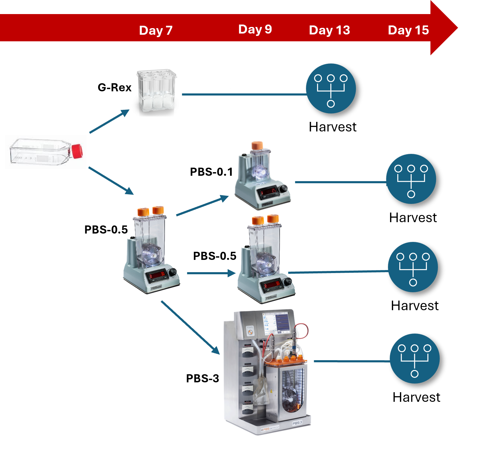 G-Rex与PBS中的培养工艺及后续模拟PBS-80L中NK细胞放大扩增的工作流程