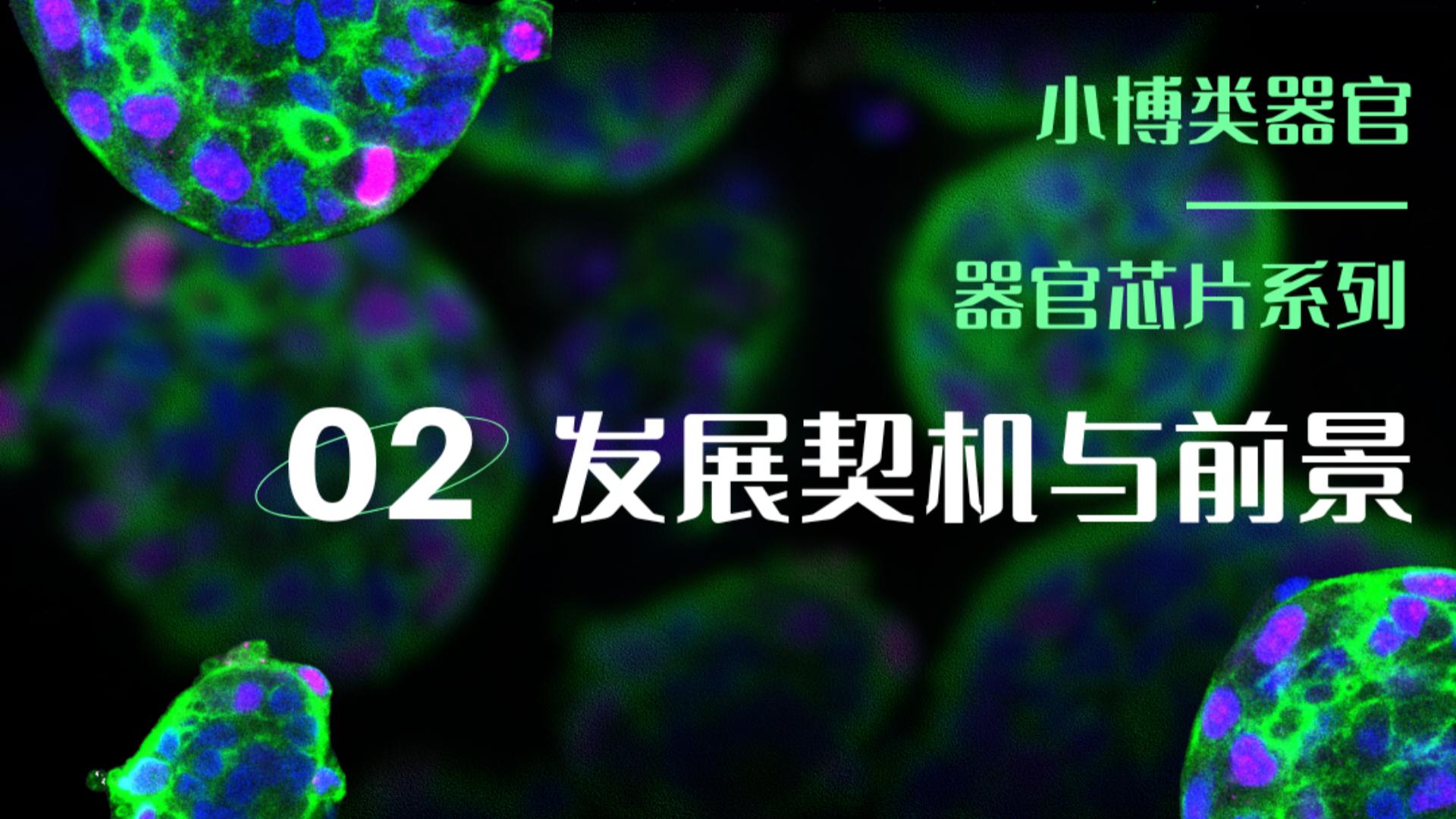 类器官系列分享第二期：器官芯片的发展前景及动物实验替代方案