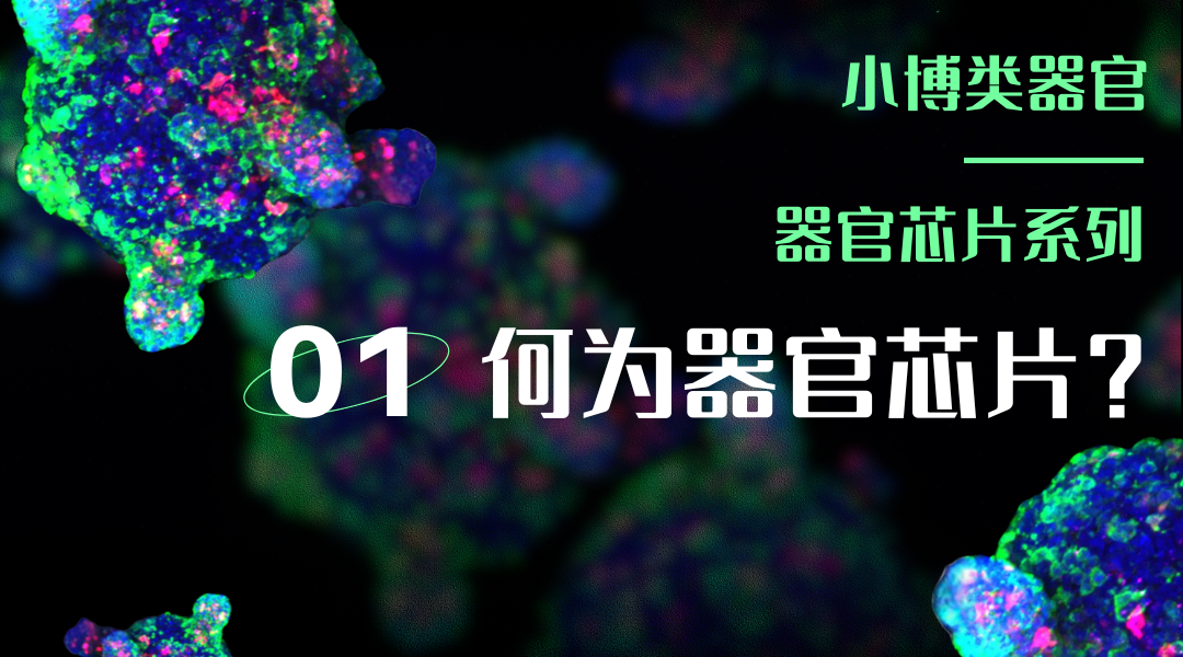 微流控器官芯片第一期：何为器官芯片？有哪些特征及优势？