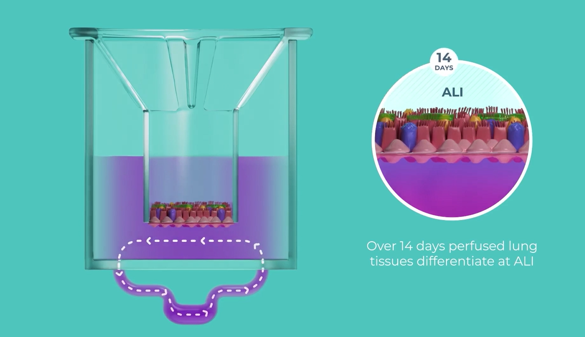 CN Bio微流控器官芯片系统体外支气管模型展示