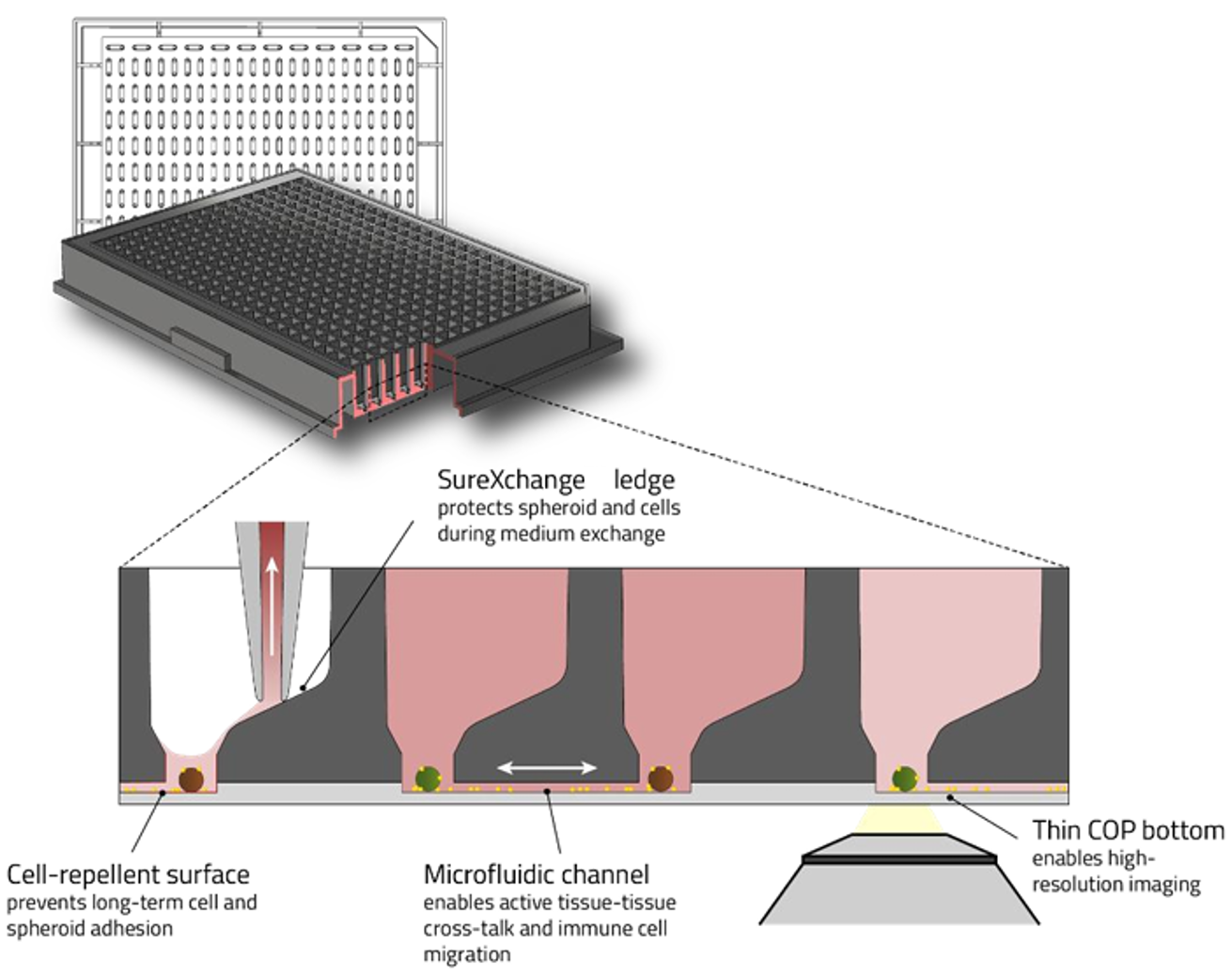 Akura双器官芯片技术