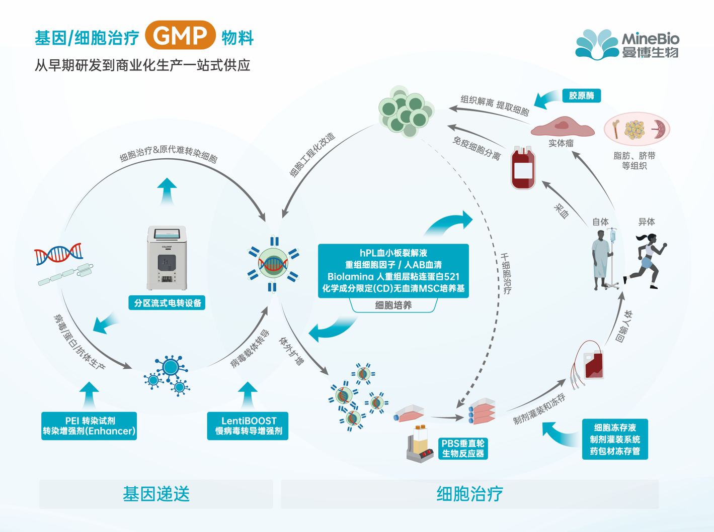 曼博生物CGT全流程服务示意图