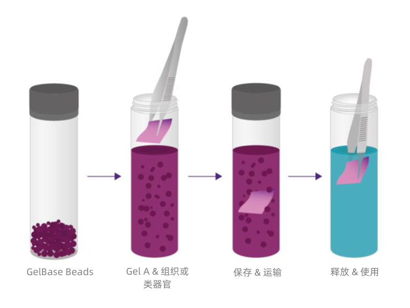 TissueReady Kit内容物