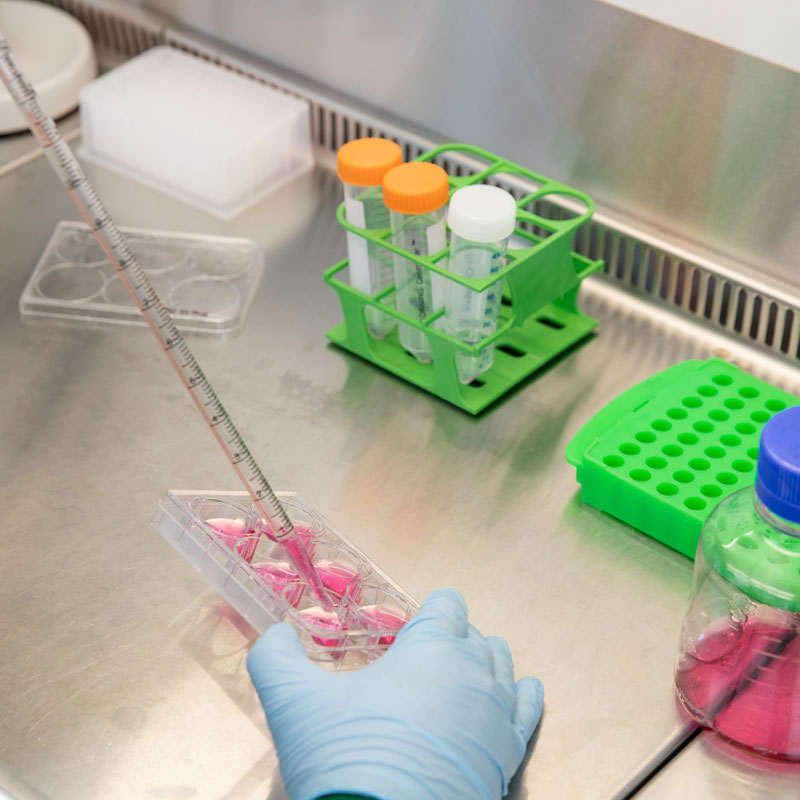 Qkine干细胞分化实验