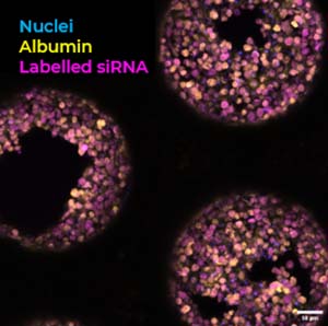 CN-Bio解决ASO毒性数据差异