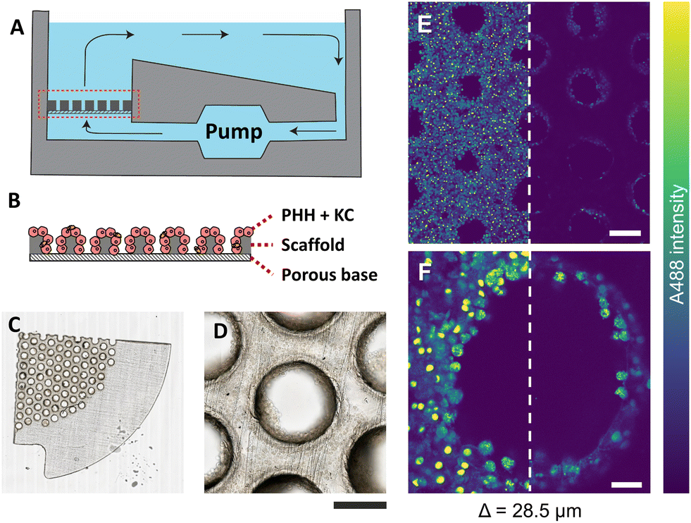 Liver-on-a-chip支架的明场成像及单光子荧光显微成像