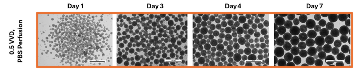PBS改善PSC聚集体的均匀性