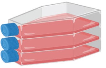 LN521和细胞培养瓶flask