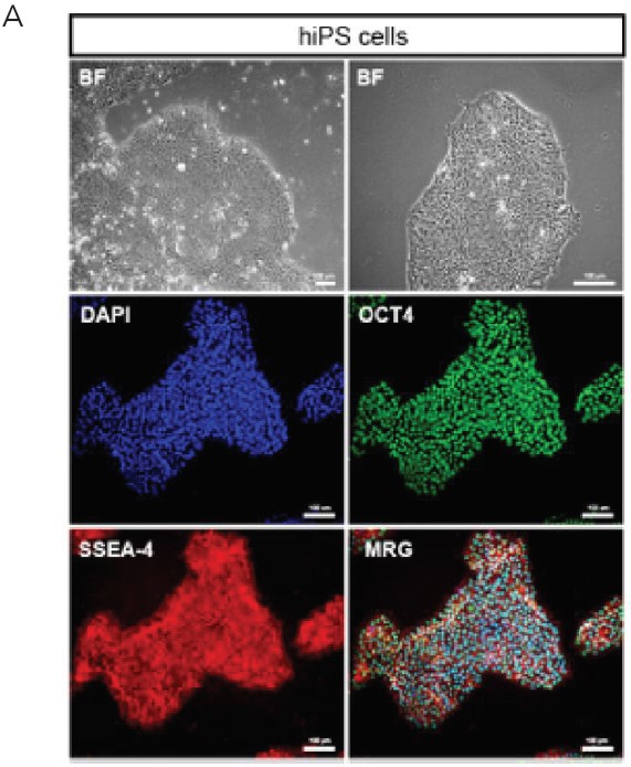 LN521包被Flask多能性标记物