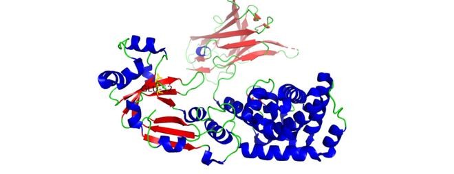 CRM197蛋白结构图
