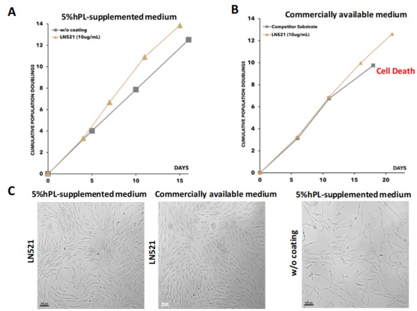 LN521支持原代脂肪MSCs均匀且稳定扩增