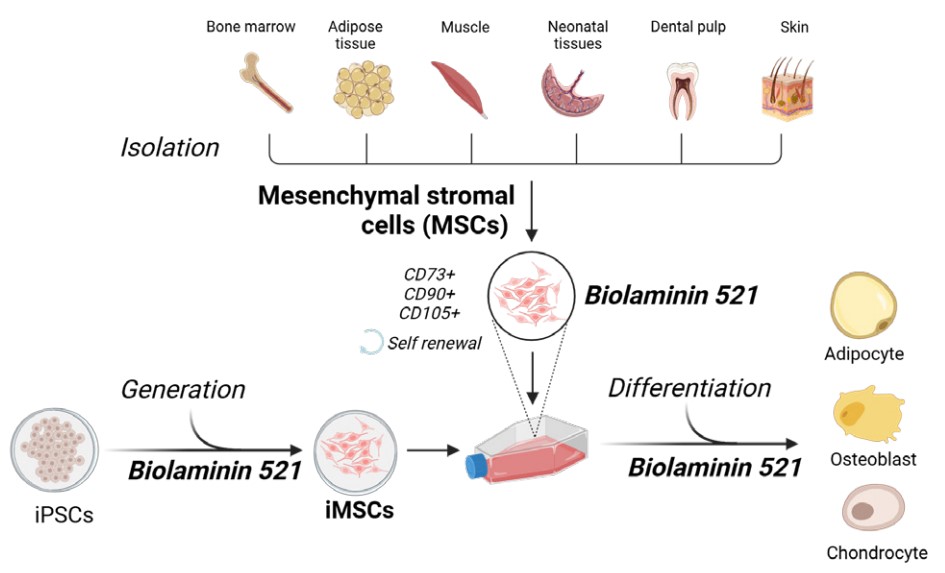 LN521支持体外iPSC-MSCs生成和原代MSCs的增殖及下游分化