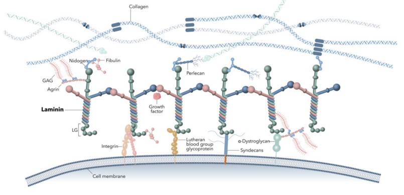 LN521是干细胞体内体外培养生态位中的重要组成
