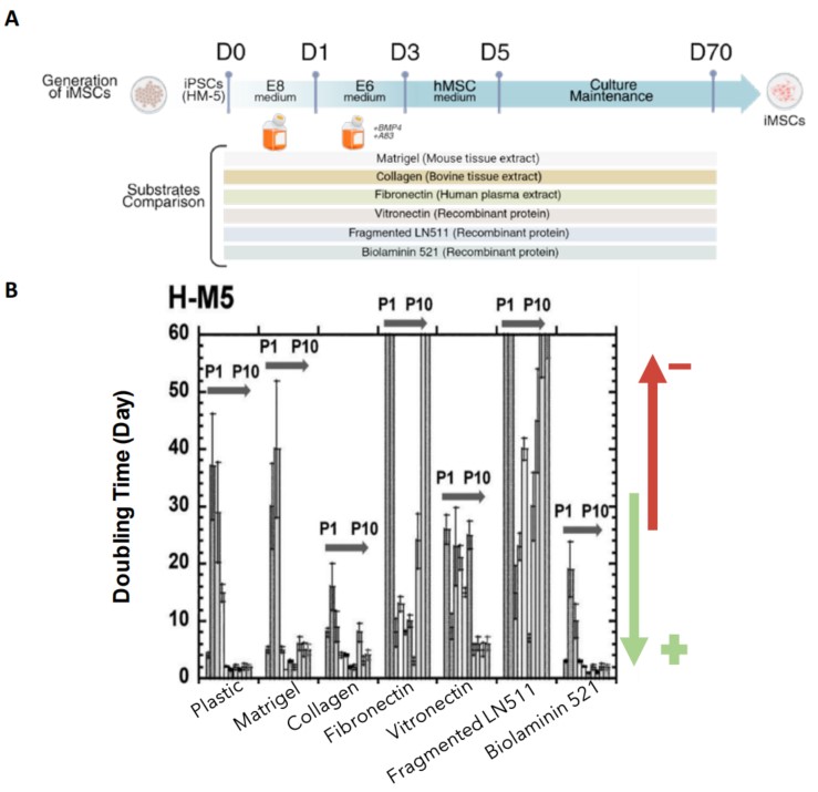 LN521支持iMSC稳定且快速增殖
