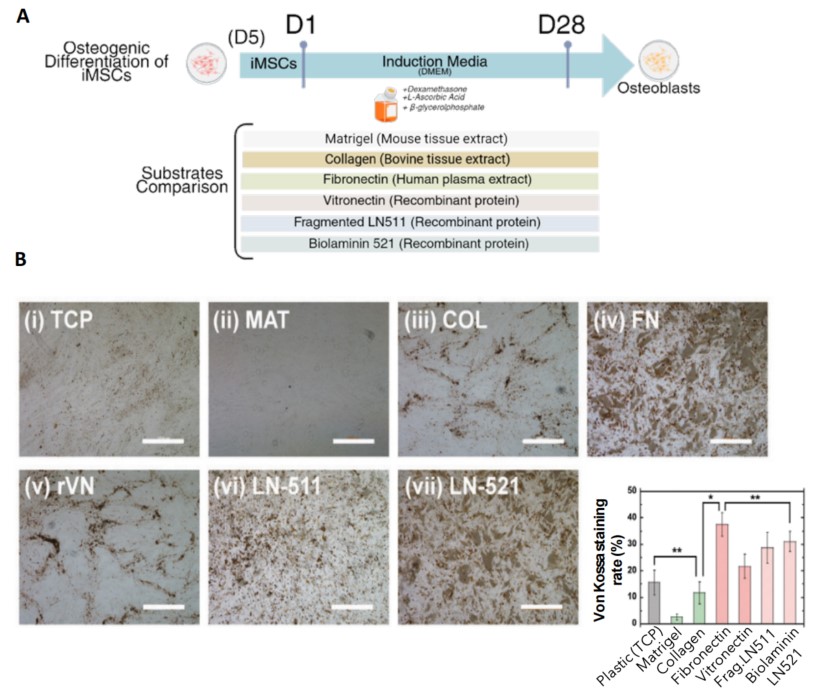全长LN521支持iMSC下游分化及钙磷沉积